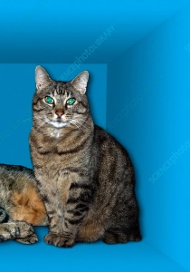 Shrodinger's Cat (Alive)